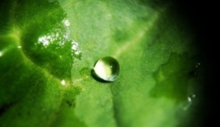 Kapka vody na listu