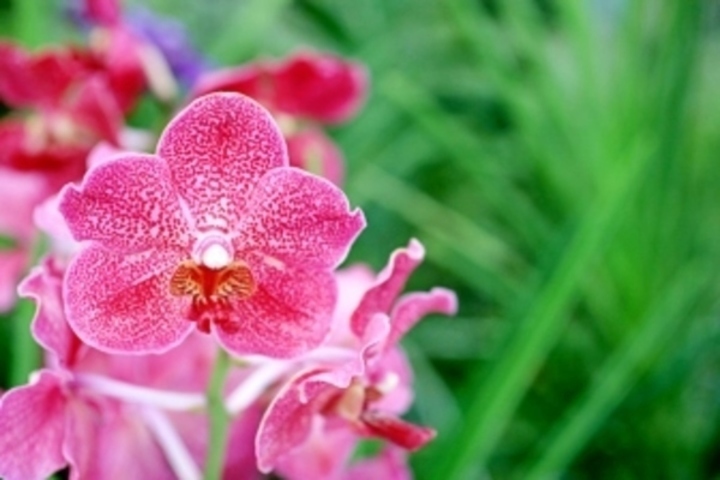 Pěstujeme orchideje 