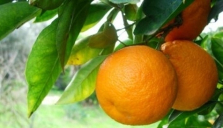 Pomerančovník