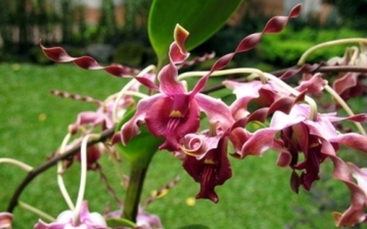 Letnění orchidejí 