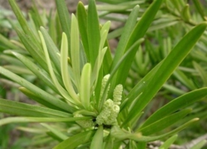 Podocarpus_falcatus