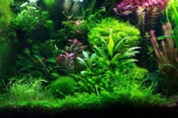 Akvárium s rostlinami 