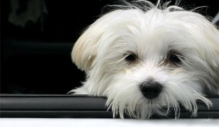 Fotografie bílého psa, který vykukuje z auta