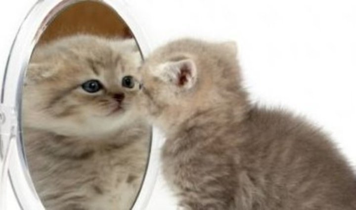 Kočka se dívá na sebe do zrcadla