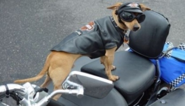 Pes stojící na motorce
