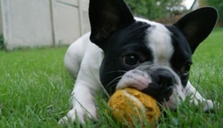 Pes, míč