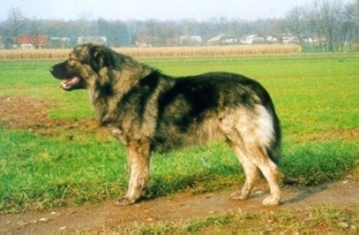 Krašský pastevecký pes