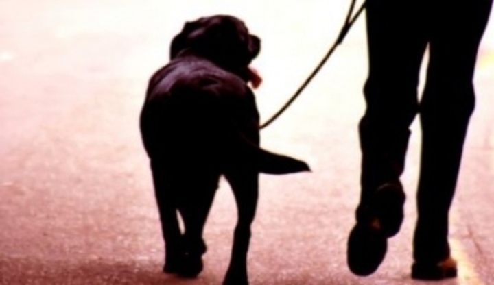 Pes na procházce s páníčkem