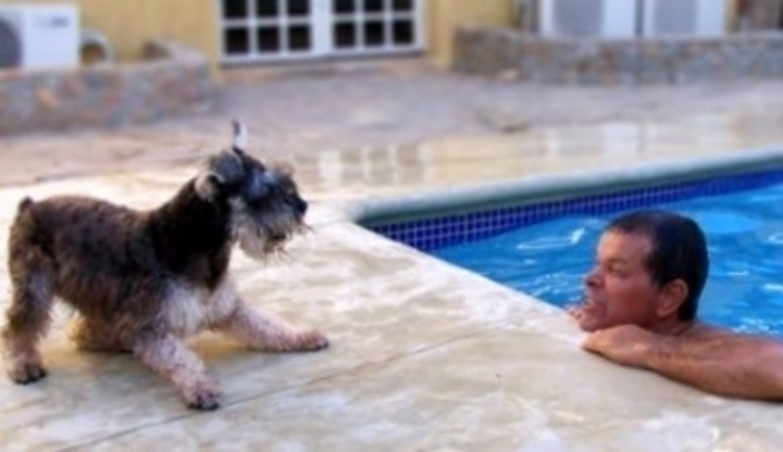 Pes u bazénu s mužem