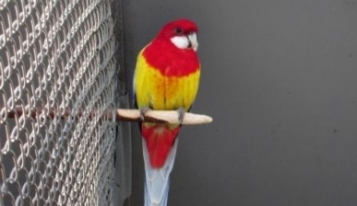Papoušek u klece
