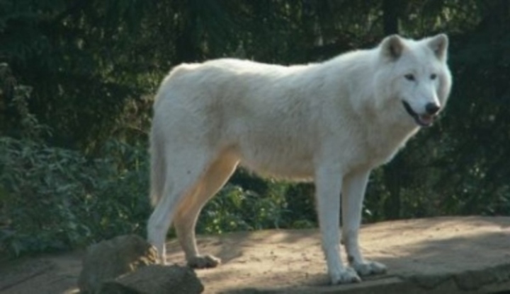Polární vlk