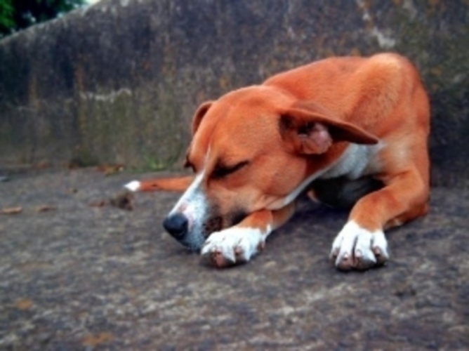 Spící pes