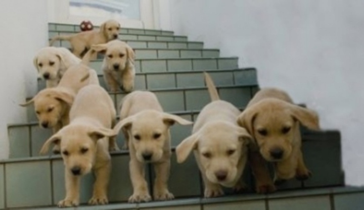 Psi běžící po schodech
