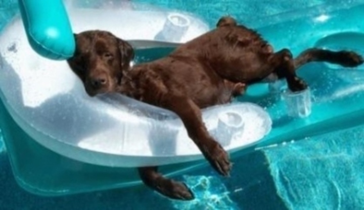 Pes na lehátku v bazénu