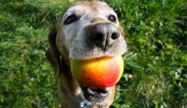 Pes, jablko, chlamydie