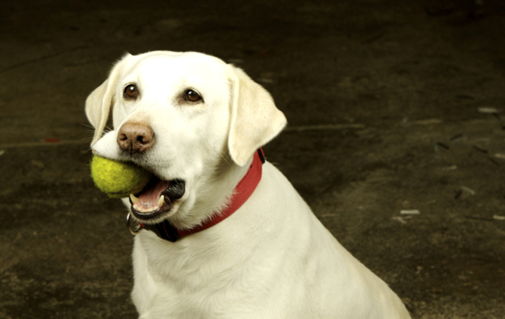 Pes s míčkem