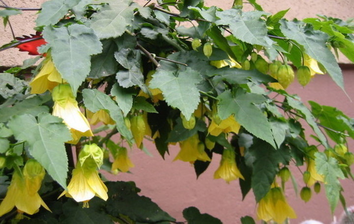 Abutilon hybridum