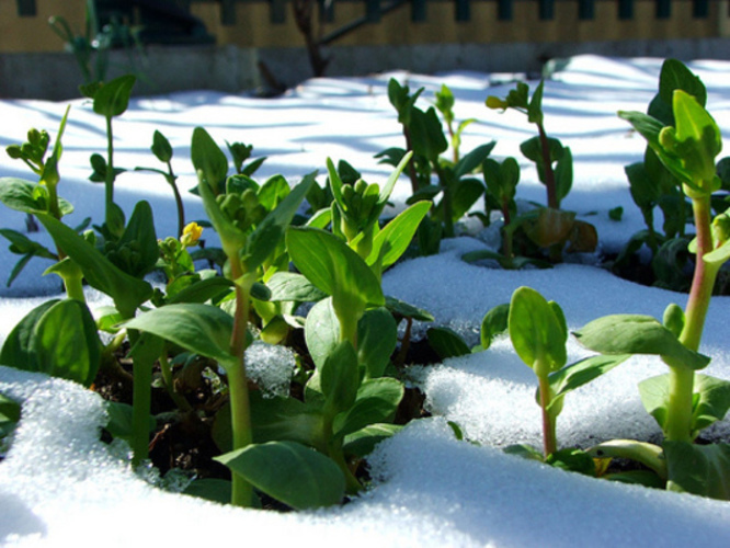 Rostliny pod sněhem