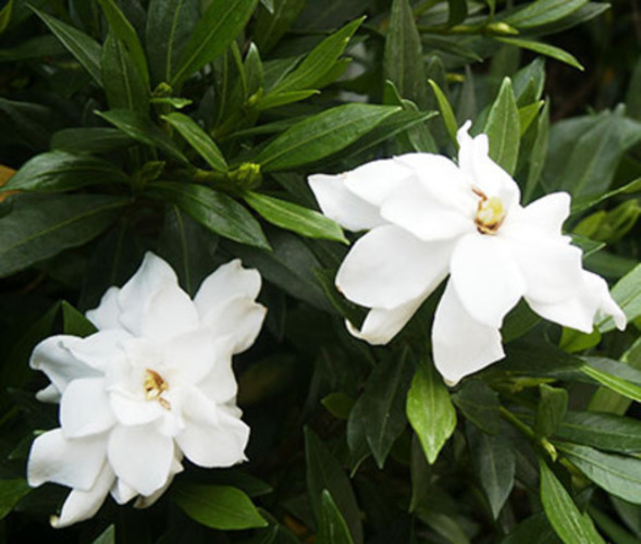 Bílá květina