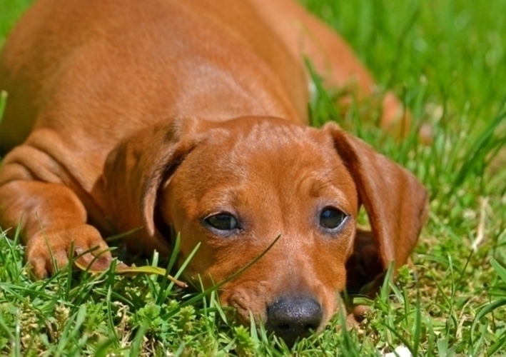 Pes ležící na trávě