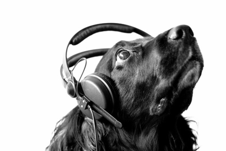 Pes se sluchátky na uších