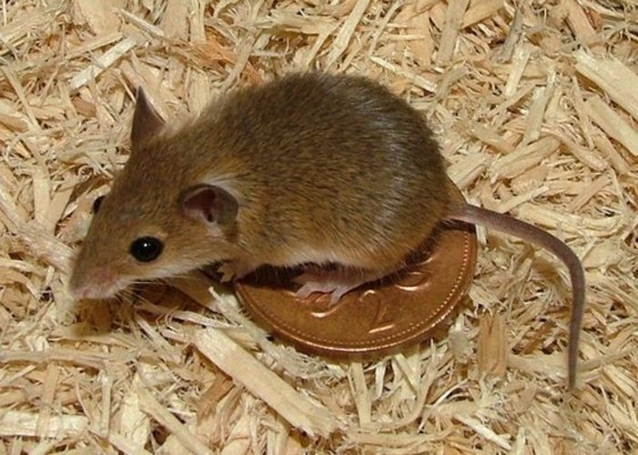 Myš africká