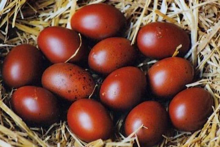 Maranska snáší hnědá vejce