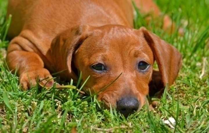 Pes ležící v trávě