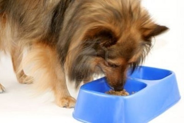 Pes žere z misky