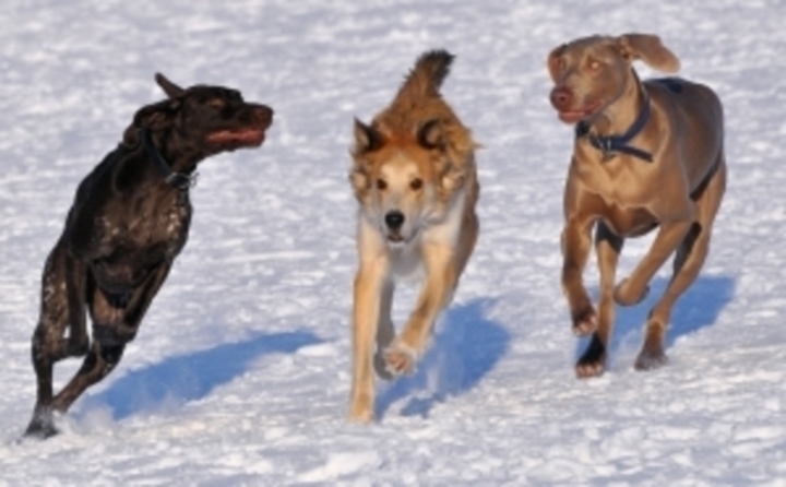 Psi běžící po sněhu