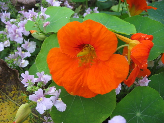 Oranžový květ lichořeřišnice