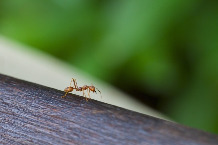 mravenec