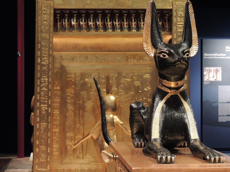 Egyptská mau - historie