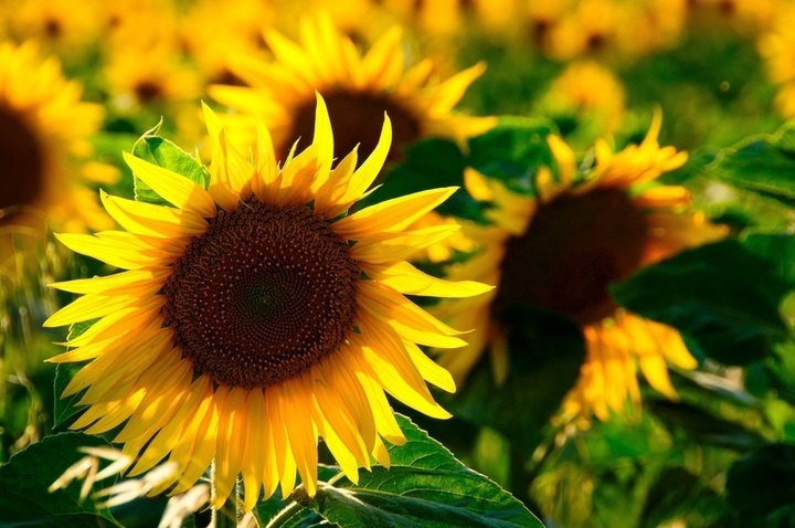 Slunečnice - vypěstujte si na zahradě malá sluníčka