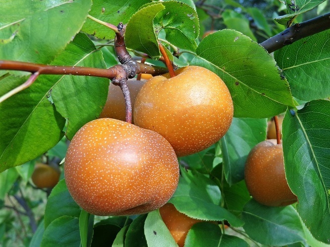 Nashi - exotické ovoce