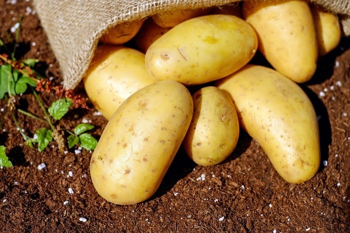Jak skladovat brambory?