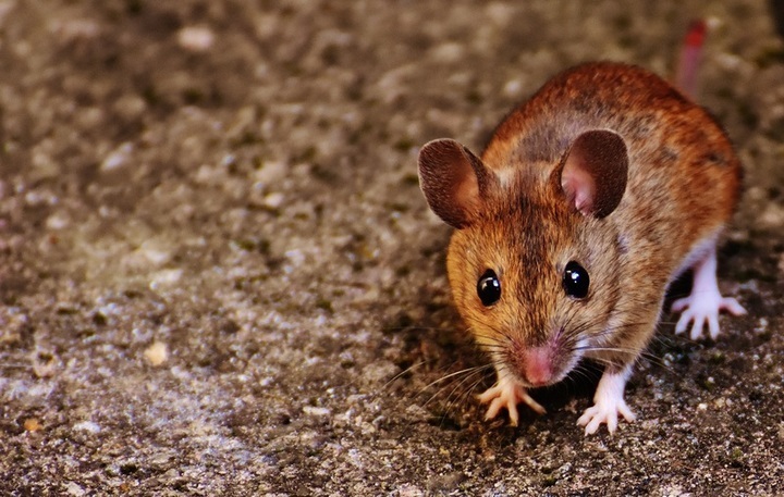 Zatoulaly se vám do domu myši? Zbavte se jich