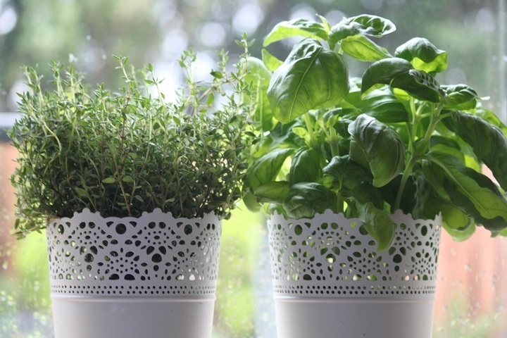 Oživte svůj interiér jarními bylinkami