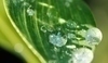 Kapky vody na listu rostliny