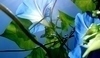 Modré květiny