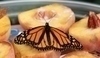 Motýl sedící na rozpůlených broskvích