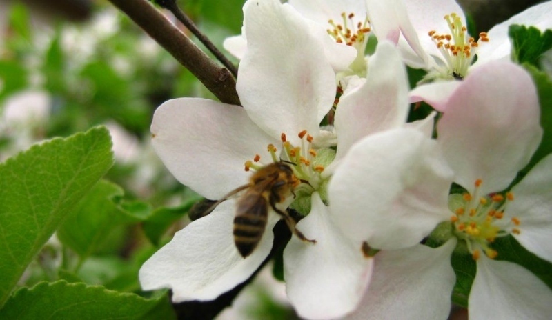 Včela na jabloňovém květu