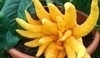Žlutá květina