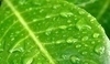 Kapky vody na listu rostliny