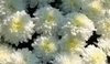 Bílé chryzantémy