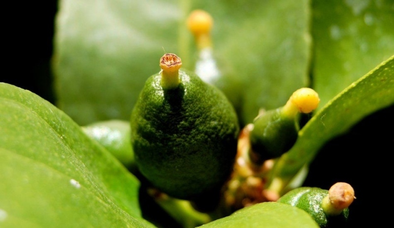 Jak správně pěstovat citrusy, aby plodily?