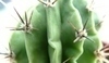 Typické pro kaktusy jsou axily, na kterých jsou aeroly s ostny.