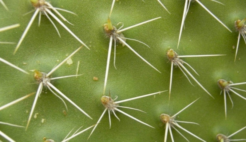Detail ostnů kaktusu.