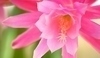 Detail květu asporokaktusu.