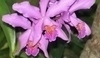 Orchidej Cattleya